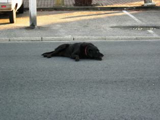 Black lab on the road.jpg